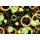 Prawny, Retro Rings Wallpaper Background Pattern