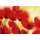 Heidi Reil, Roter Mohn Toskana