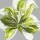 Sally Scaffardi, Spring Greens Ii