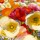 Shirley Novak, Sunny Abundance II