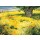 Christian Sommer, Sommerbaum