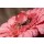 Thomas Francois, Gerbera mit Wassertropfen