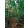 Thomas Marent, Flood area of rainforest