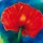 Thomas Aeffner, Nachtmohn I (Limitiert und Handsigniert)