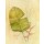 Avery Tillmon, Botanical Journal I