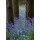 Tom Lambert, Bluebell Wood l