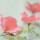 Tom Lambert, Botanical Romance