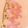 Tom Lambert, Romantic Foxglove