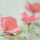 Tom Lambert, Botanical Romance