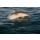 Uryadnikov Sergey, The dolphin comes up from water.