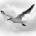 Uwe Steger, Fly Away