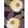 van den Broek, GOLDEN BLOOMS II