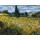 Vincent van Gogh, Campo di grano
