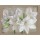 Virginie Cadoret, Amaryllis Blanc
