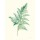 Danhui Nai, Leaf Study I
