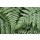 Alan Majchrowitz, Lady Ferns II Color
