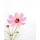 Debra van Swearingen, Pale Cosmos I