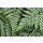 Alan Majchrowitz, Lady Ferns II Color